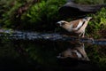 Hawfinch female drinking in the forest Royalty Free Stock Photo