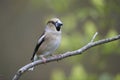 Hawfinch, female