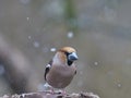 hawfinch on forest background Royalty Free Stock Photo