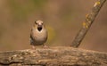 Hawfinch from the front Royalty Free Stock Photo