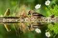 Hawfinch and green finch sitting on lichen shore of water pond in forest with beautiful bokeh and flowers in background, Germany