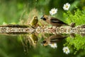 Hawfinch and green finch sitting on lichen shore of water pond in forest with beautiful bokeh and flowers in background, Germany