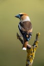 Hawfinch