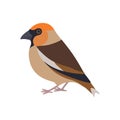 Hawfinch, illustration, vector on white background