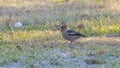 Hawfinch on the lawn, in winter Royalty Free Stock Photo