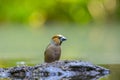 Hawfinch male bird, Coccothraustes coccothraustes, songbird Royalty Free Stock Photo