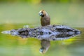 Hawfinch male bird, Coccothraustes coccothraustes, songbird Royalty Free Stock Photo