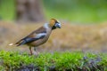 Hawfinch male bird, Coccothraustes coccothraustes, songbird Royalty Free Stock Photo