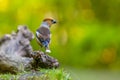 Hawfinch male bird, Coccothraustes coccothraustes, songbird Royalty Free Stock Photo