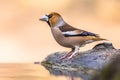 Hawfinch male bird drinking on blurred background Royalty Free Stock Photo