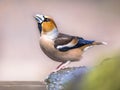 Hawfinch male bird drinking on blurred background Royalty Free Stock Photo