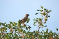 Hawfinch male Royalty Free Stock Photo