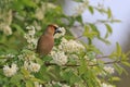 A hawfinch male sitting on the blooming twig Royalty Free Stock Photo