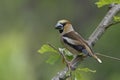 Hawfinch, male Royalty Free Stock Photo