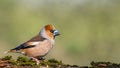 Hawfinch male sitting on a branch. Royalty Free Stock Photo