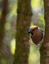 Hawfinch, male on the tree , vertical Royalty Free Stock Photo