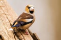 Hawfinch Royalty Free Stock Photo