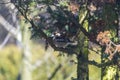 Hawfinch, pygmy eater, Eurasian hawkweed - a species of small bird of the Psoriasis family, the only representative of the monoty