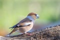 Hawfinch resting on a tree branch Royalty Free Stock Photo