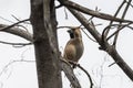 Hawfinch