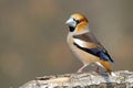 Hawfinch sitting on a limb Royalty Free Stock Photo