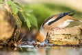 Hawfinch sitting on wodden trunk near pond in forest and drinking water, bokeh background and saturated colors, Hungary Royalty Free Stock Photo