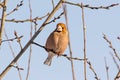 Hawfinch sitting on the wood