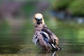 Hawfinch soaking wet in water