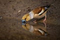 Hawfinch standing on muddy riverbank bending over water surface and drinking Royalty Free Stock Photo