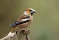 Hawfinches