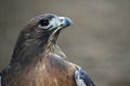 Hawk Royalty Free Stock Photo