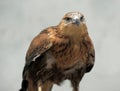 Hawk Royalty Free Stock Photo