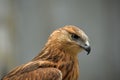 Hawk Royalty Free Stock Photo