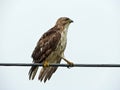 Hawk on high wire after a rainstorm