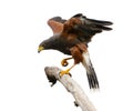 Hawk Royalty Free Stock Photo