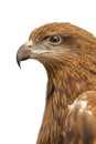 Hawk Royalty Free Stock Photo