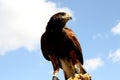 Hawk Royalty Free Stock Photo