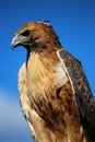 Hawk against blue sky Royalty Free Stock Photo
