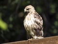 Hawk atop fence Royalty Free Stock Photo