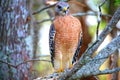 Hawk with attention on movement in front