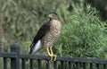 Hawk in Backyard