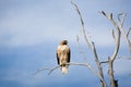 Hawk on bare tree