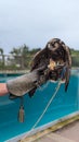 A hawk being fed at a bird show on a leather glove Royalty Free Stock Photo