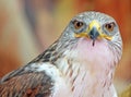 Hawk with big eyes that stare at you