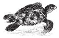 Hawk Bill Turtle, vintage illustration