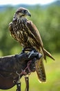 Hawk bird, Accipiter gentilis perched, portrait of a bird