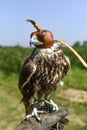 Hawk bird, Accipiter gentilis perched, portrait of a bird with a Royalty Free Stock Photo