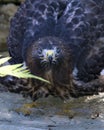 Hawk bird photo. Picture. Image. Portrait. Close-up profile view. Head, eyes, beak showing. Royalty Free Stock Photo