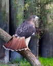 Hawk bird stock photo.  Image. Portrait. Picture. Hawk bird perched with fan tail.  Hawk bird close-up profile Royalty Free Stock Photo