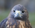 Hawk bird stock photo.  Hawk bird head close-up profile with a bokeh background. Royalty Free Stock Photo